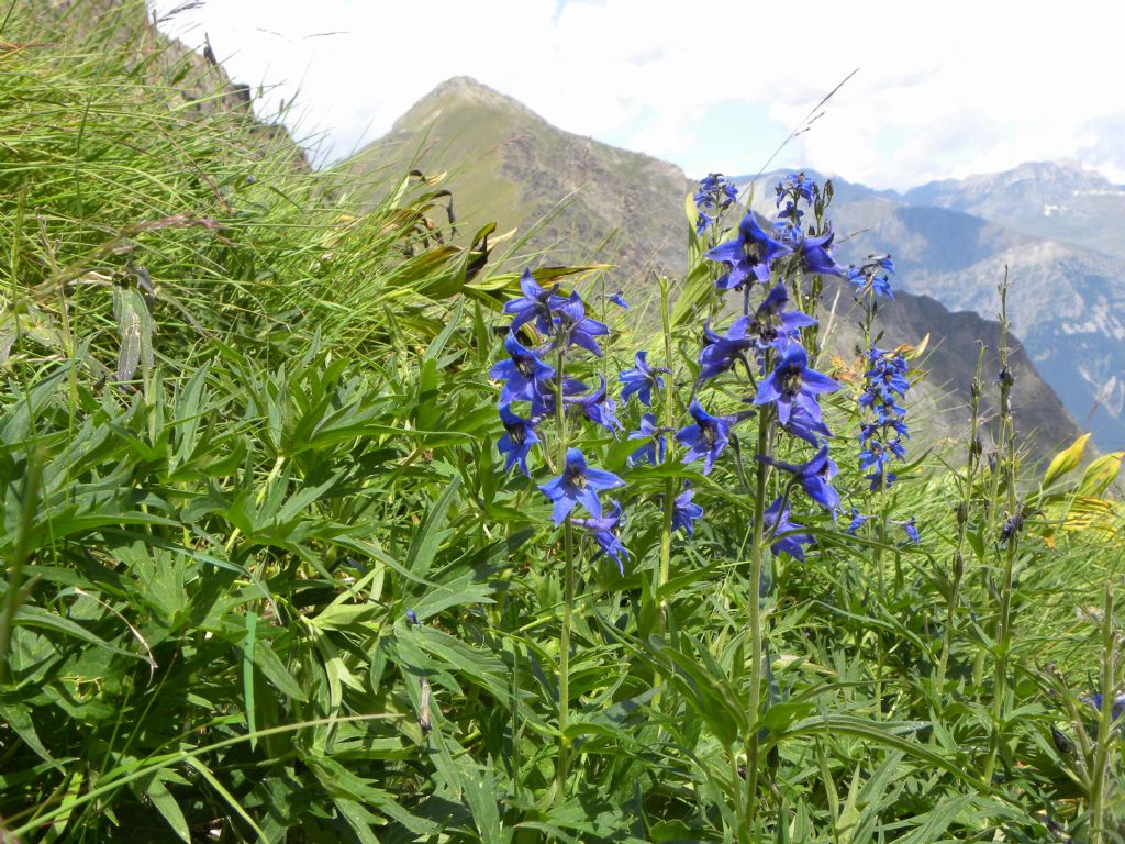 Quale Delphinium?  Delphinium dubium